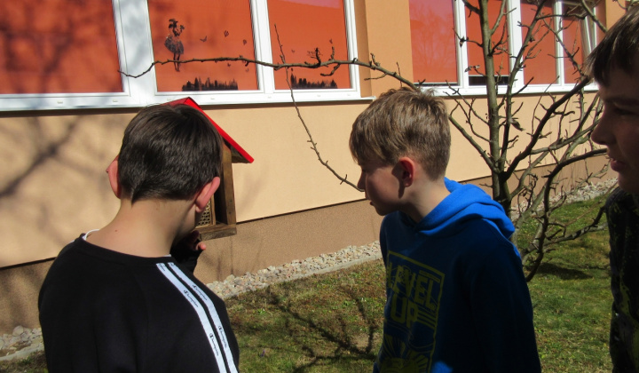 5. fotografia fotogalérie Včely samotárky