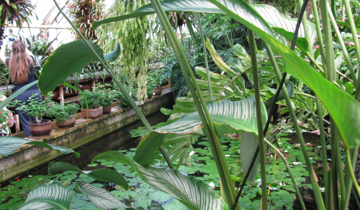 4. fotografia fotogalérie Výlet do botanickej záhrady