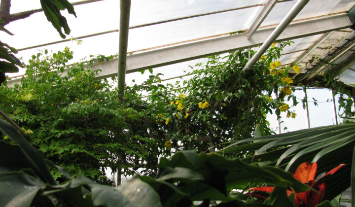 9. fotografia fotogalérie Výlet do botanickej záhrady