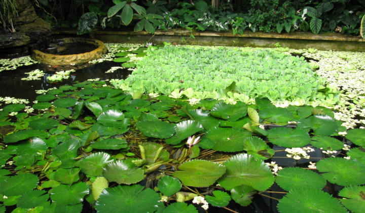 10. fotografia fotogalérie Výlet do botanickej záhrady