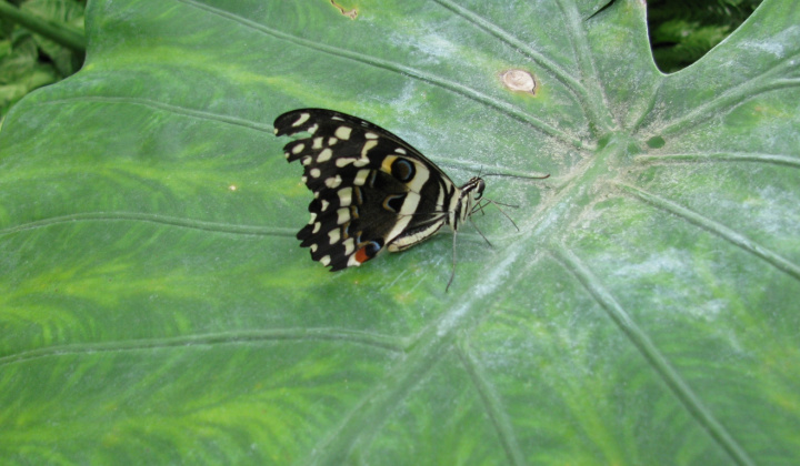 12. fotografia fotogalérie Výlet do botanickej záhrady