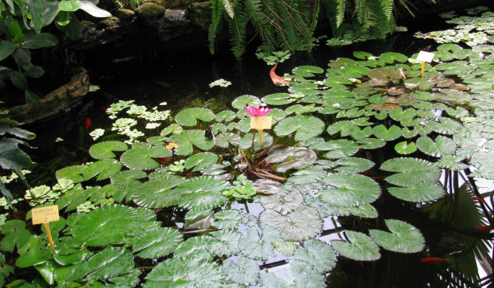 17. fotografia fotogalérie Výlet do botanickej záhrady