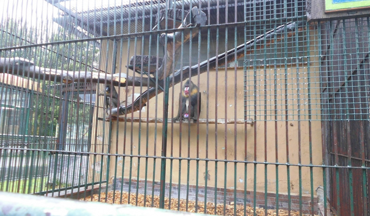 1. fotografia fotogalérie Druháci v ZOO